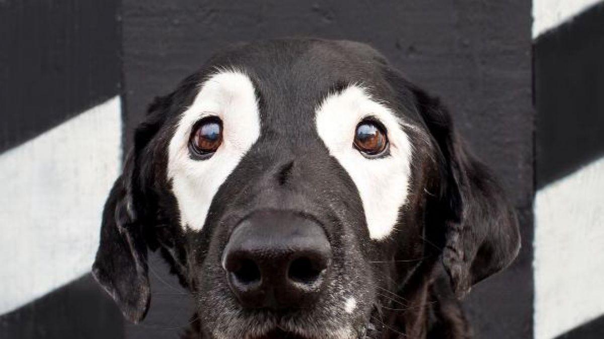 Vitiligo in Dogs - Symptoms, Causes and Treatment