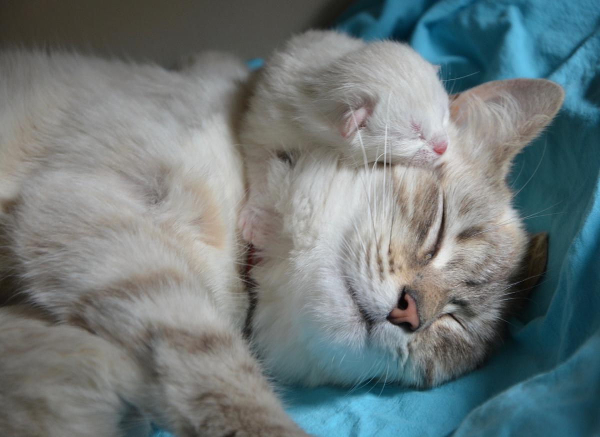 Why Do Cats Eat Their Babies?