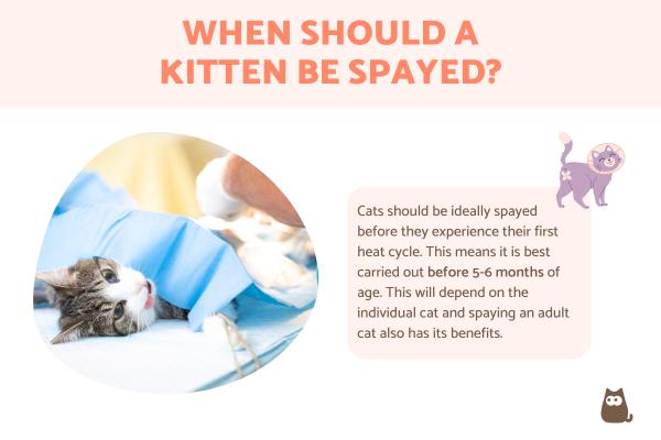 When Should a Kitten Be Spayed?