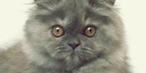 Gray Persian Cats - Photo Gallery