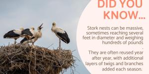 Surprising Facts About Storks