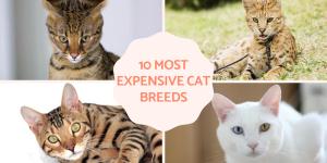 The Most Expensive Cats in the World