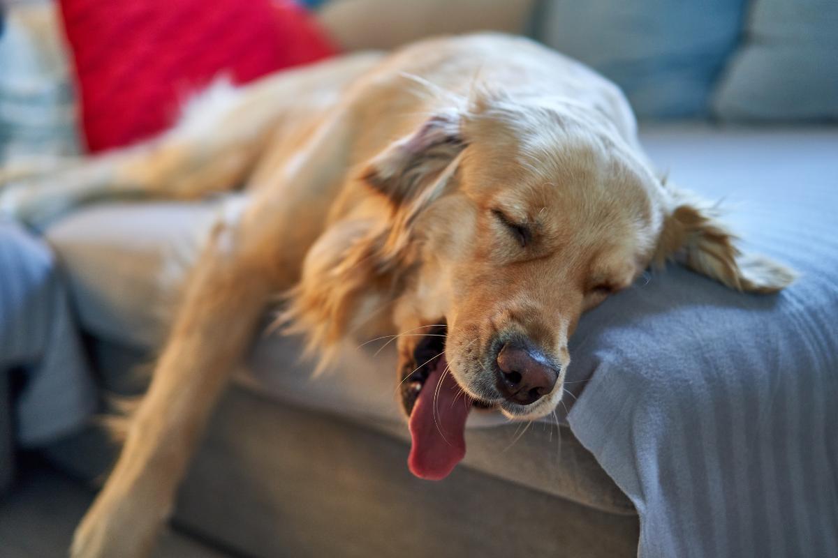Do Dogs Need a Blanket When Sleeping?