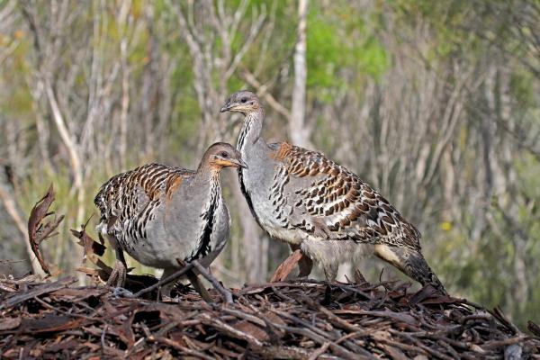Top Worst Parents in the Animal Kingdom - Megapods