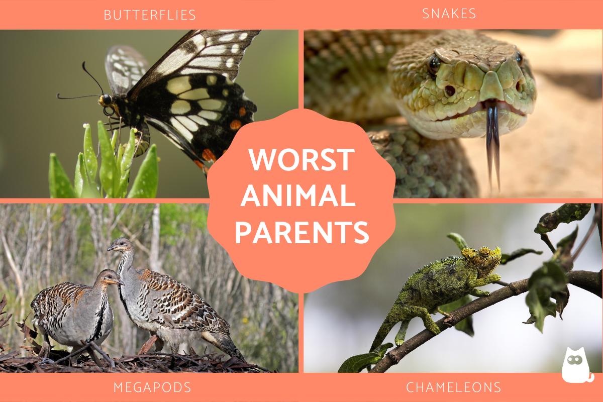 Top Worst Parents in the Animal Kingdom