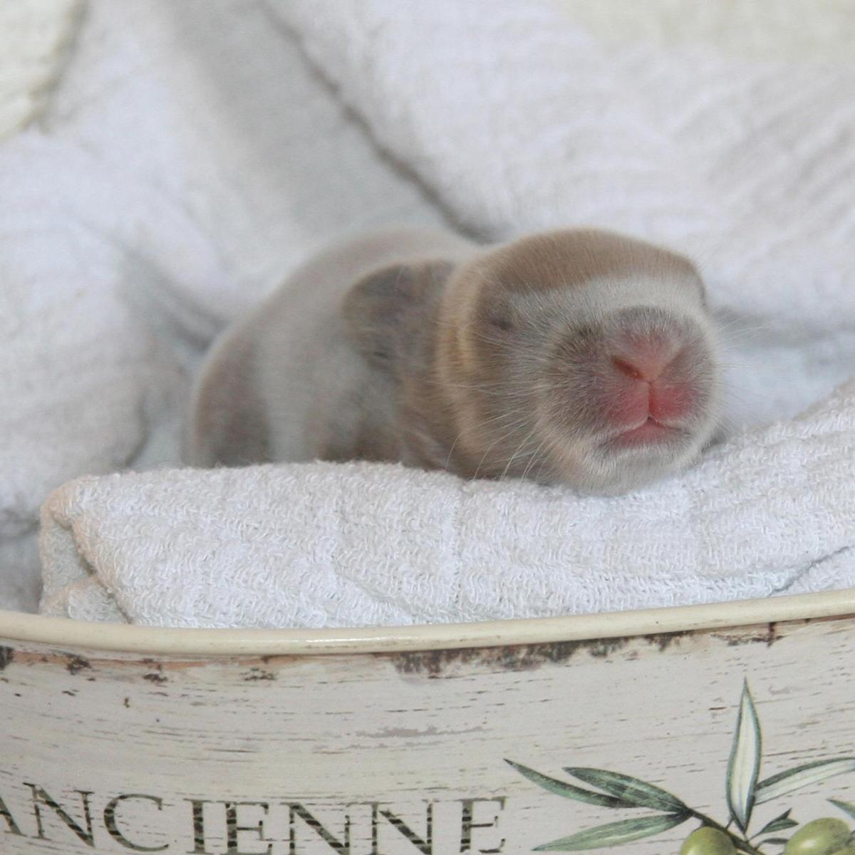 What to Feed a Baby Rabbit