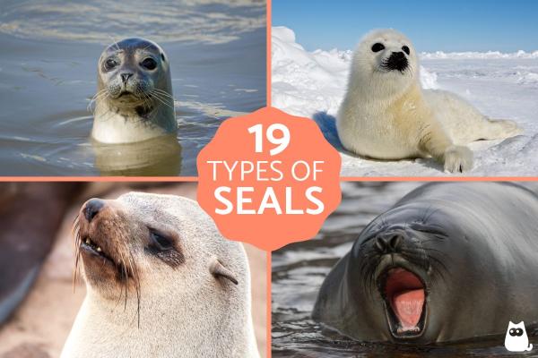 How Many Different Types of Seals Are There?