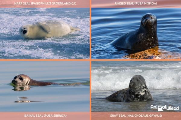 How Many Different Types of Seals Are There? -