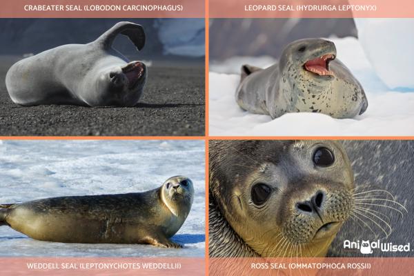 How Many Different Types of Seals Are There? -