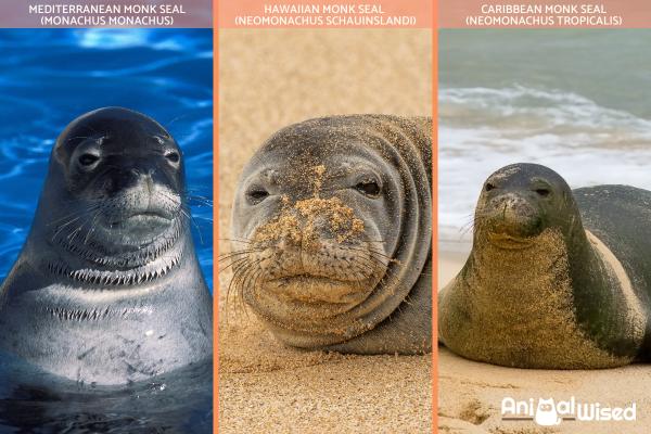 How Many Different Types of Seals Are There? - Seal species in the Monachinae subfamily