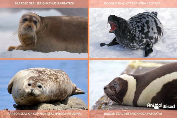How Many Different Types of Seals Are There? - Seal species in the Phocinae subfamily