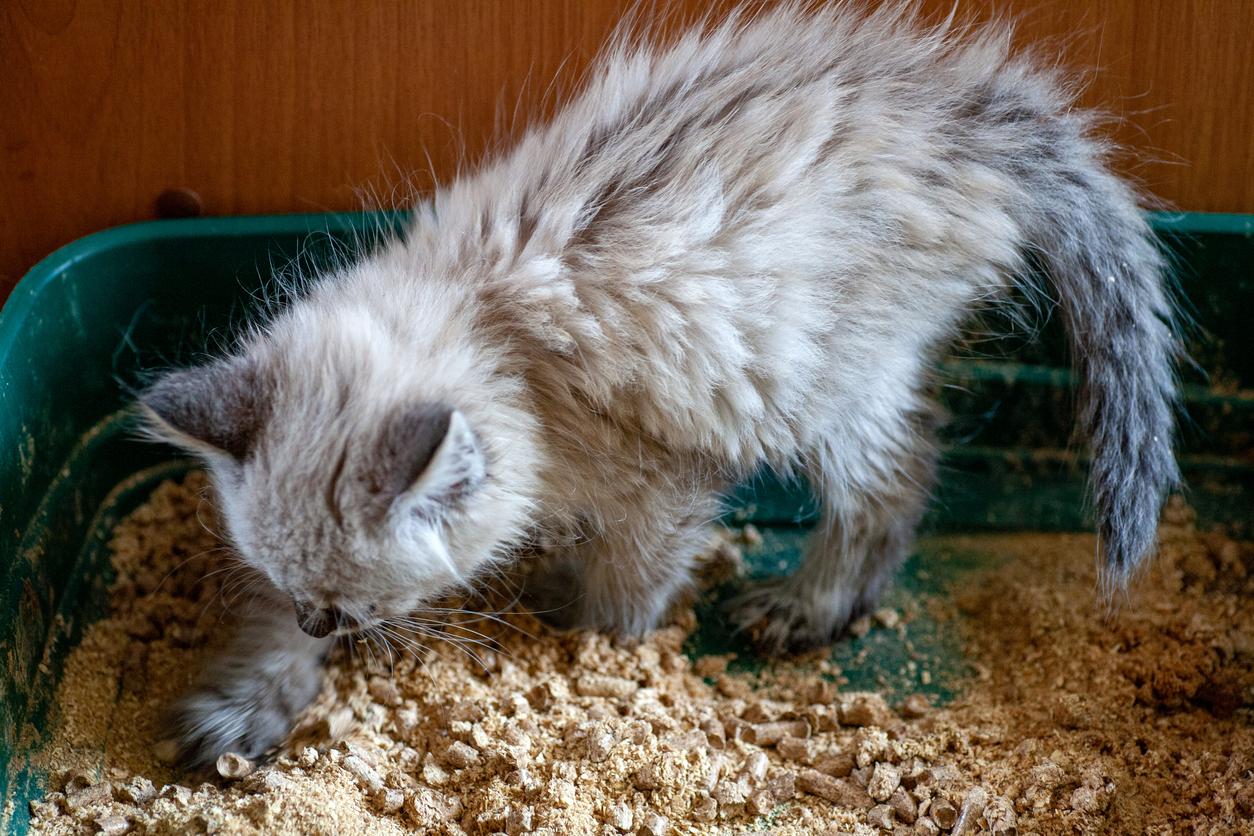 My Cat Hasn't Pooped in 4 Days - Causes of Constipation in Cats