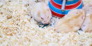 Why Is My Hamster Not Drinking Water?