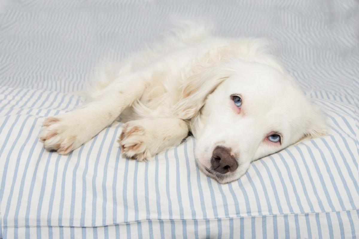 Dexketoprofen for Dogs - Dosage, Uses and Side Effects