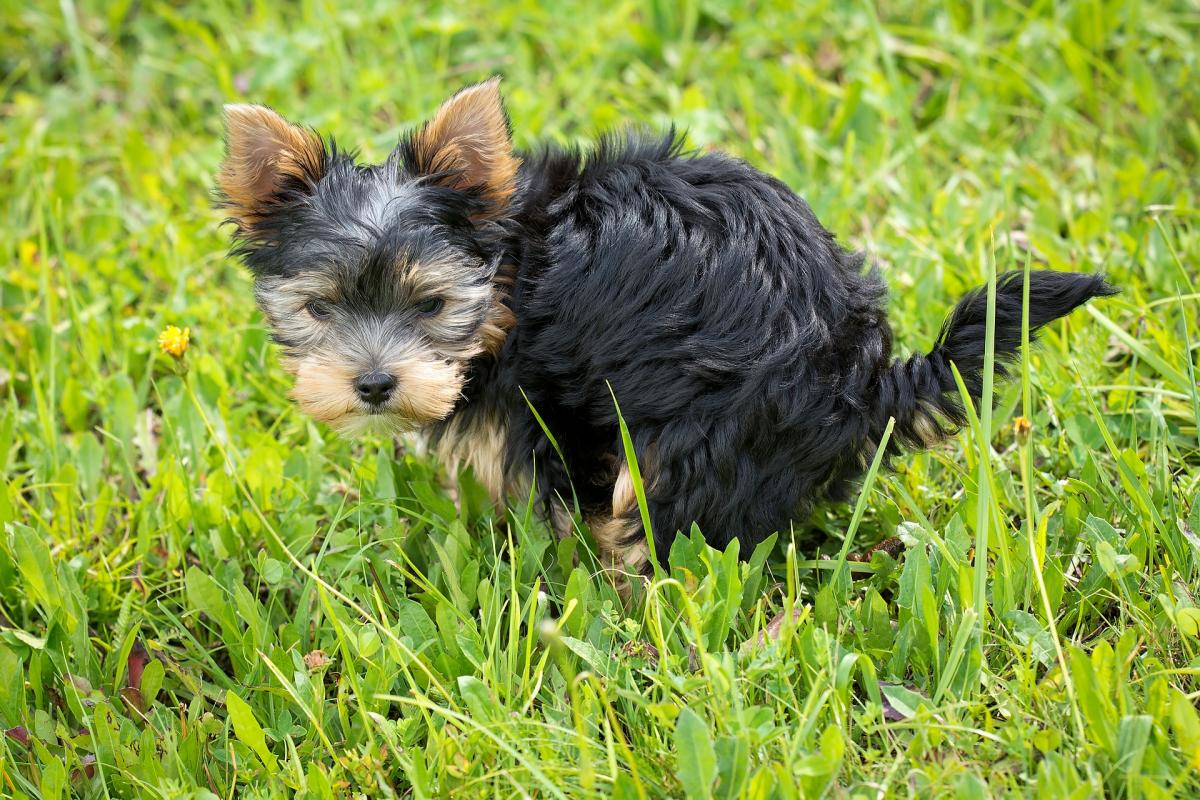 My Dog Has Diarrhea But Acts Fine - What Do I Do?