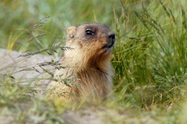 What Does a Groundhog Eat? - Woodchuck Diet - What do adult groundhogs eat?