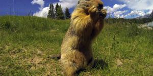 What Does a Groundhog Eat? - Woodchuck Diet