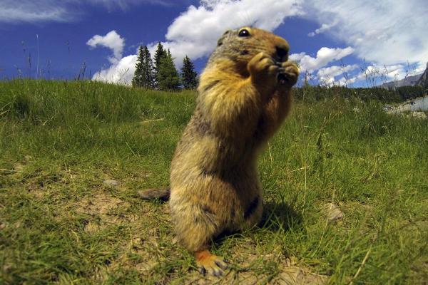 What Does a Groundhog Eat? - Woodchuck Diet