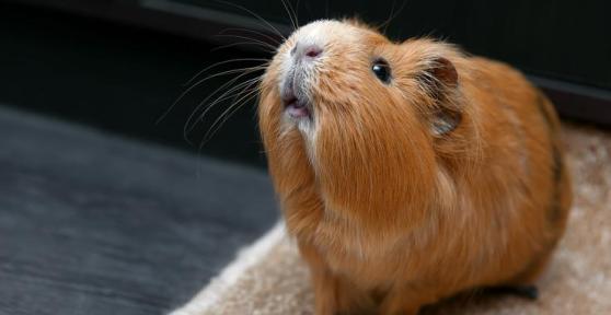 Do Guinea Pigs Go Into Heat?