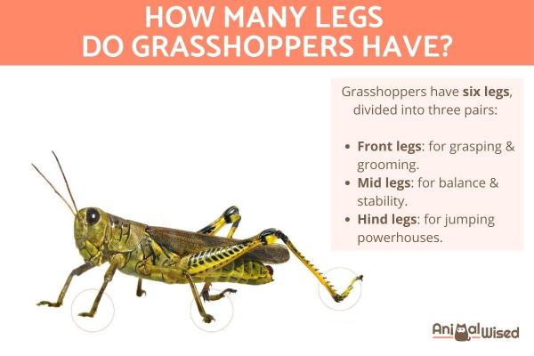 How Many Legs Does a Grasshopper Have?