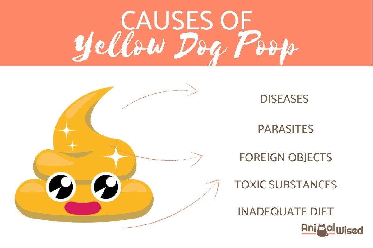 My Dog Has Yellow Dog Poop