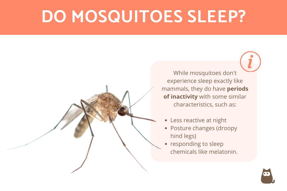 Do Mosquitoes Sleep?