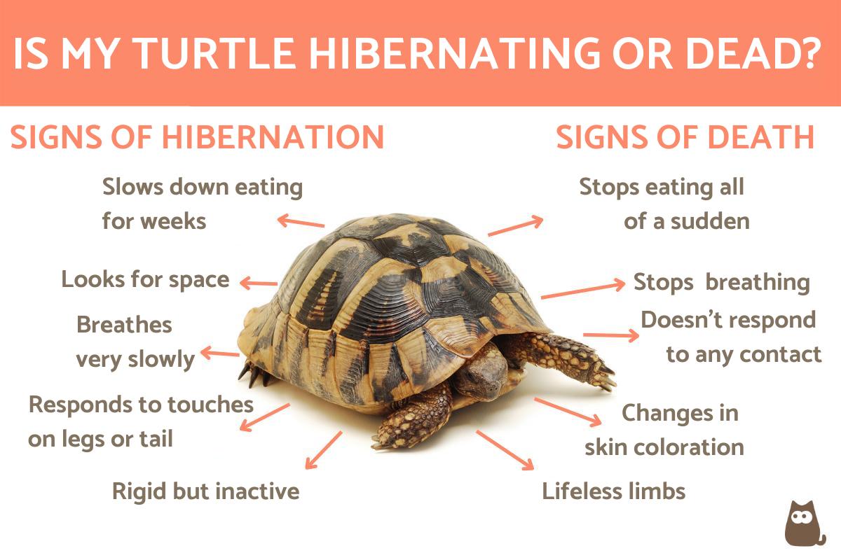 Is My Turtle Hibernating or Dead?
