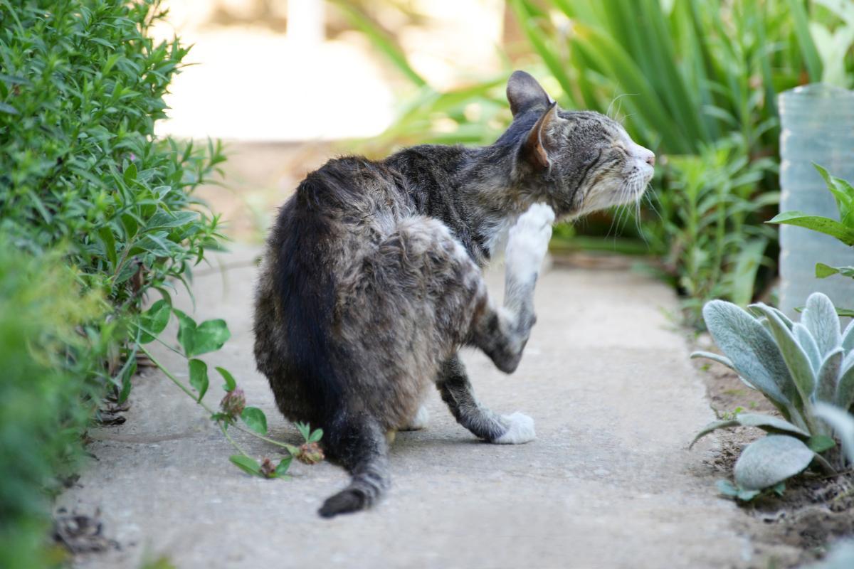 Photo inspiration: Gallery Detail: Does Baking Soda Kill Fleas In Cats