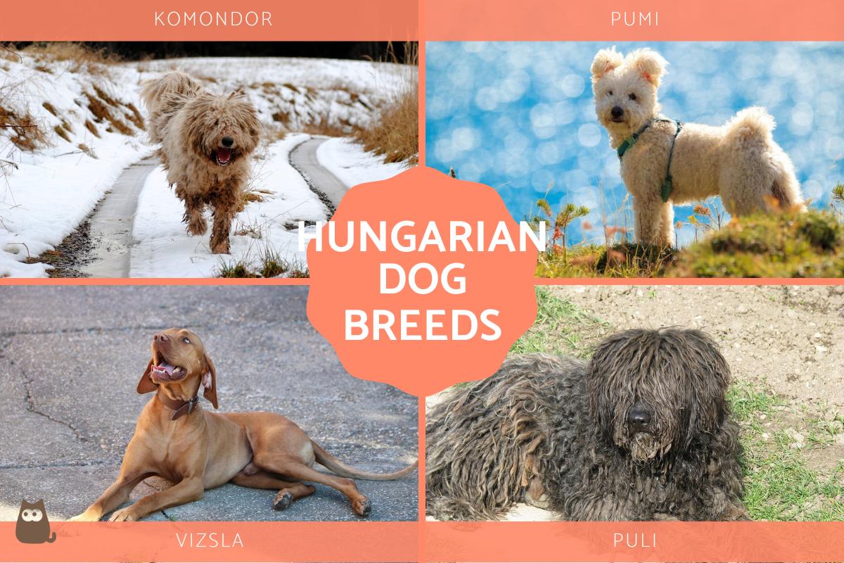 Hungarian Dog Breeds