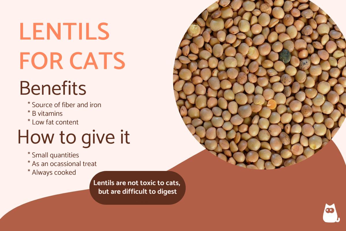 Can Cats Eat Lentils?