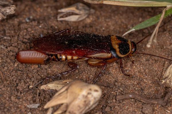 How Do Cockroaches Reproduce?