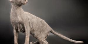 What is the Origin of the Ukrainian Levkoy Cat?