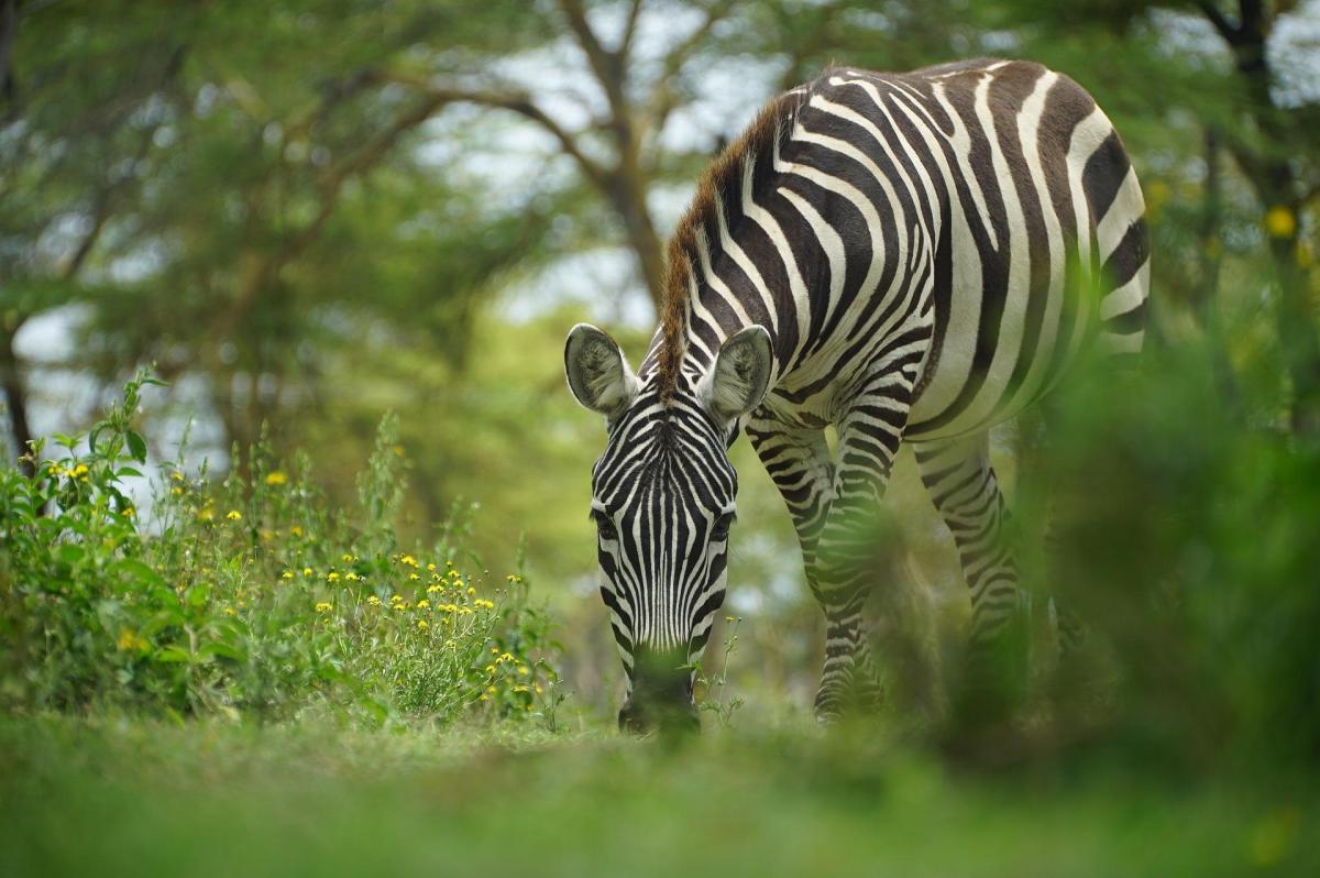 What Do Zebras Eat?