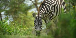 What Do Zebras Eat?