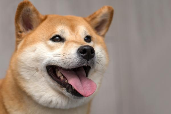 How Much Do Shiba Inus Shed? - Do Shiba Inus shed a lot?