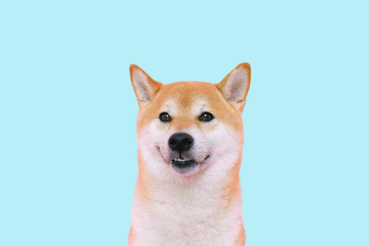 How Much Do Shiba Inus Shed?