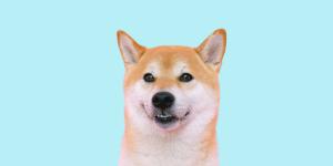 How Much Do Shiba Inus Shed?