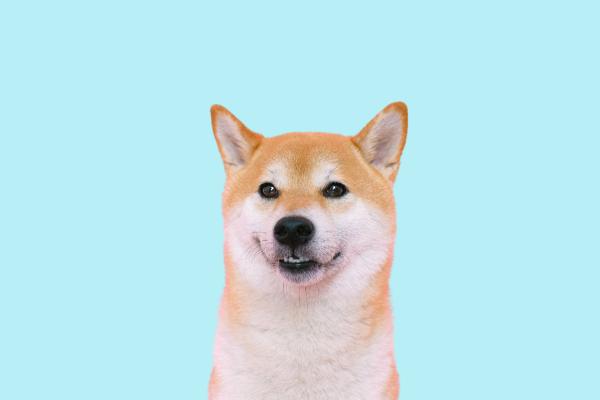 How Much Do Shiba Inus Shed?