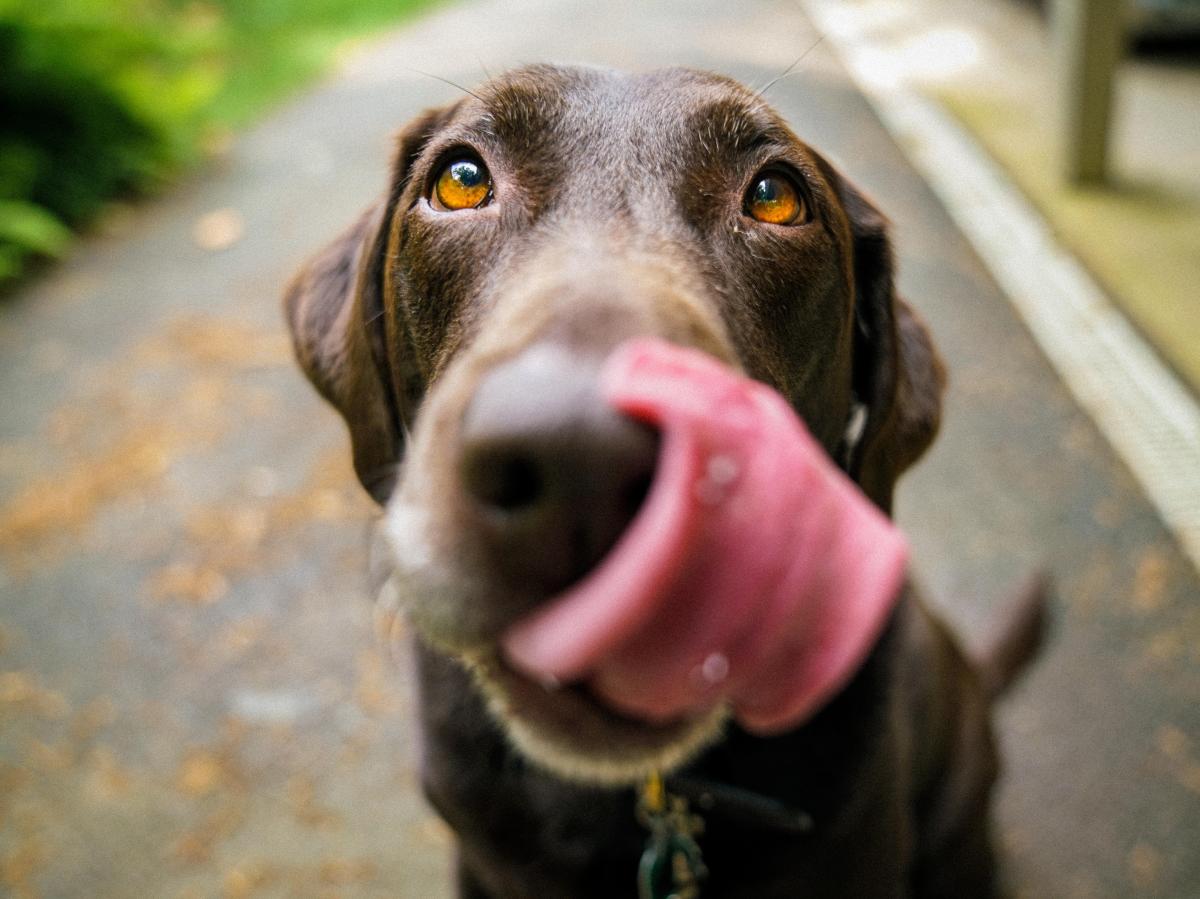 Why does my Dog Lick Urine of Other Dogs?