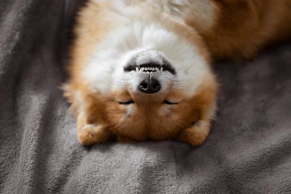 How Much Do Shiba Inus Shed? - Why is my Shiba Inu shedding so much?