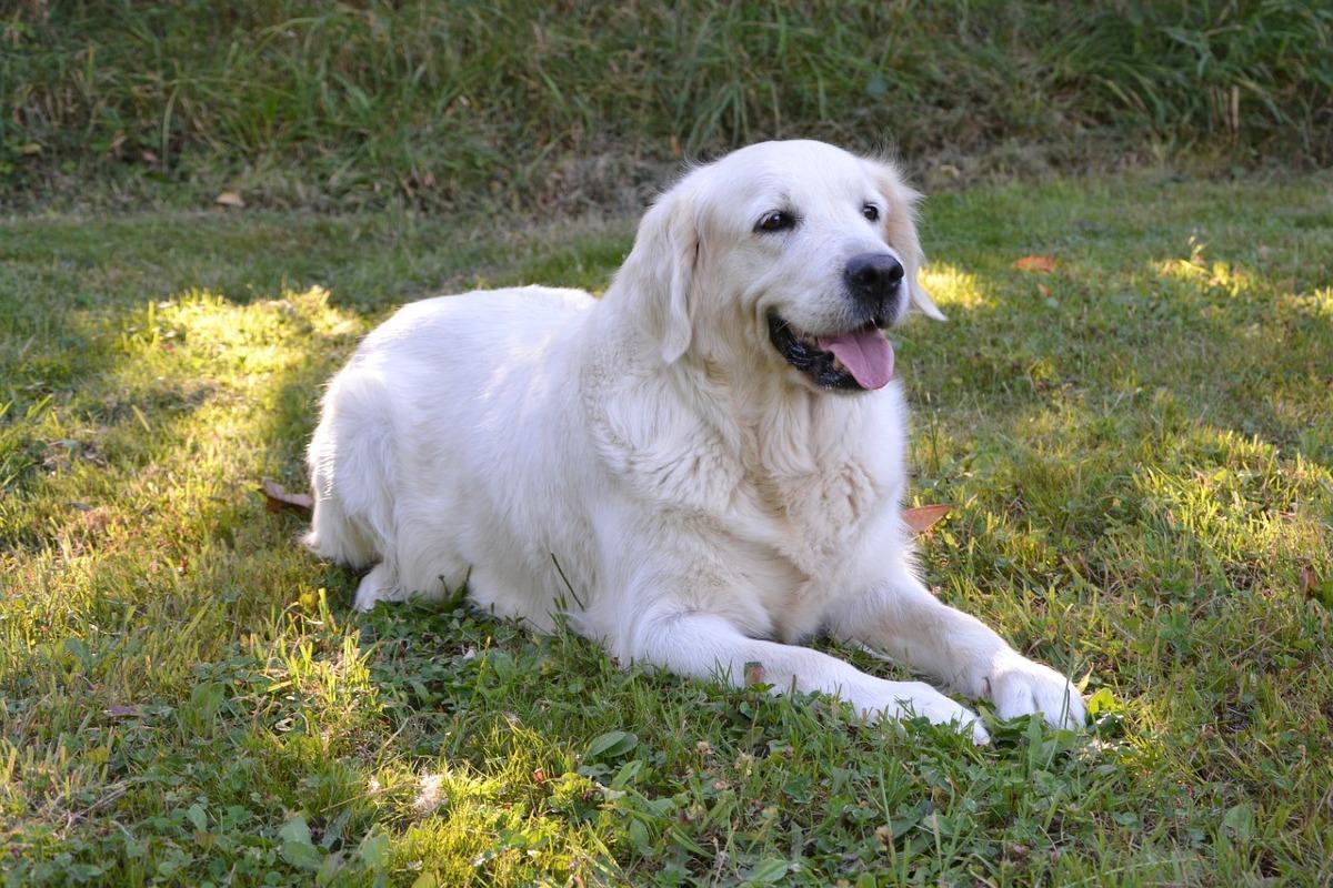 Ovarian Cysts in Dogs - Symptoms and Treatment