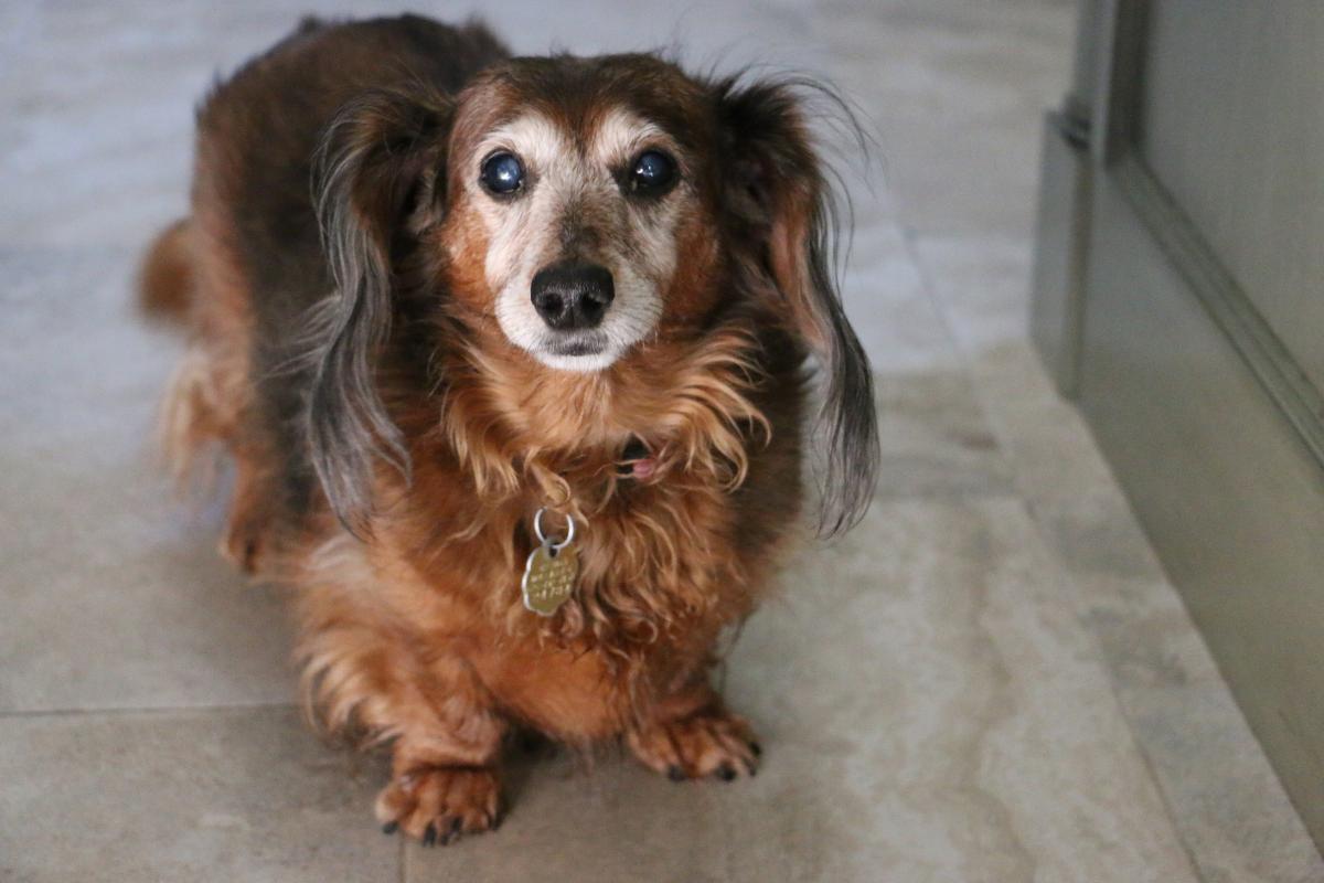 My Senior Dog Is Pacing and Won't Lie Down