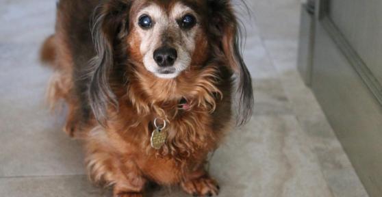 My Senior Dog Is Pacing and Won't Lie Down