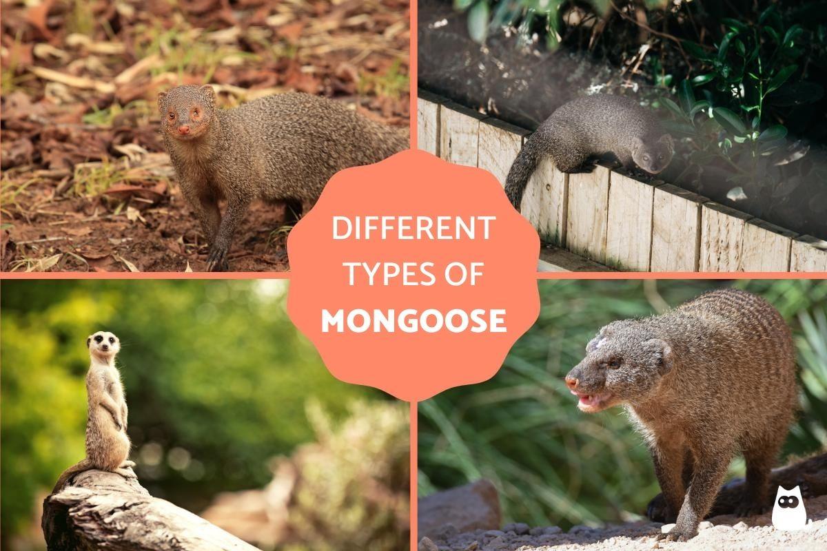 Types of Mongoose Species