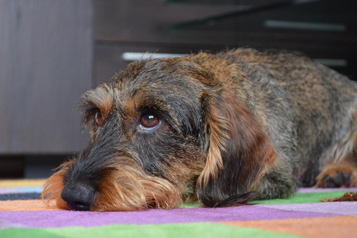 How to Tell If a Dog Has Been Spayed