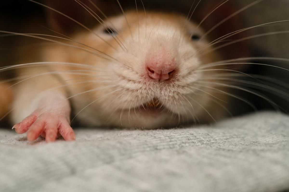 My Pet Rat Is Not Moving