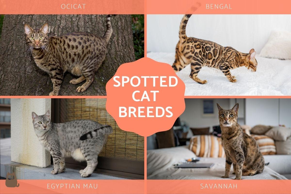 Domestic Cat Breeds With Spots