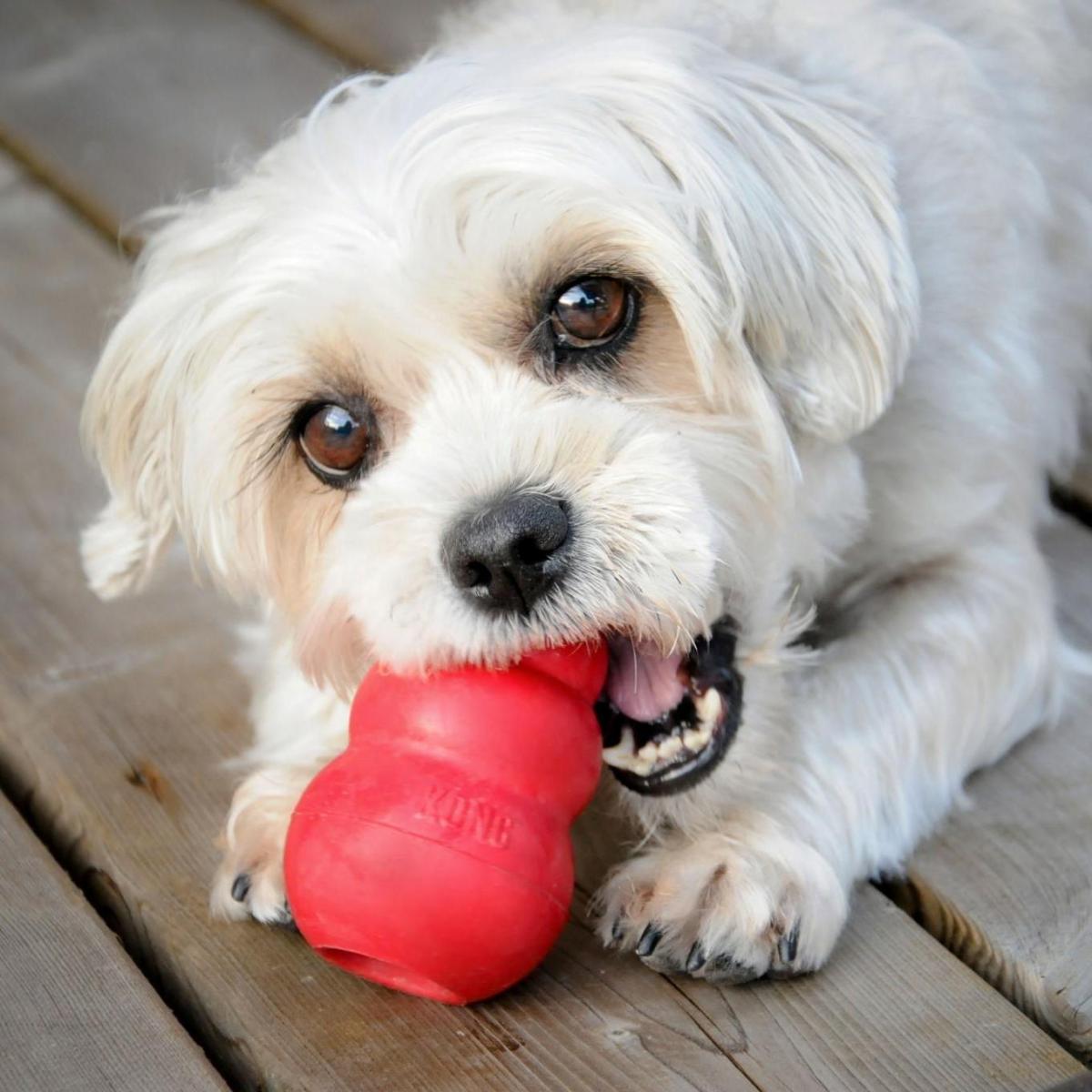 Using the Kong to treat separation anxiety