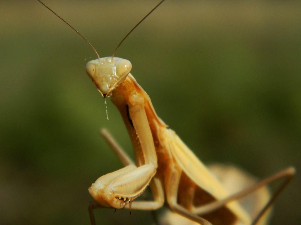 Animals That Eat Insects - 15 EXAMPLES and Fun Facts