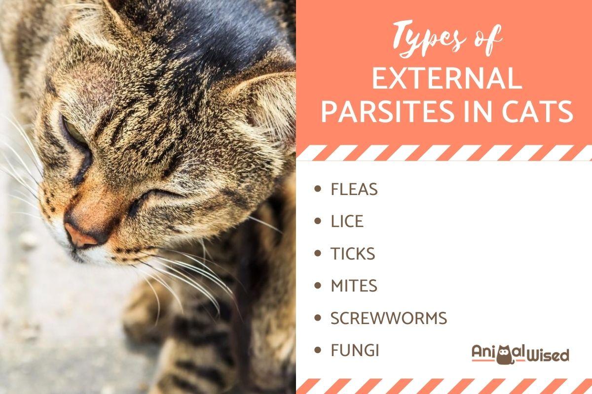 Most Common Types of External Parasites on Cats